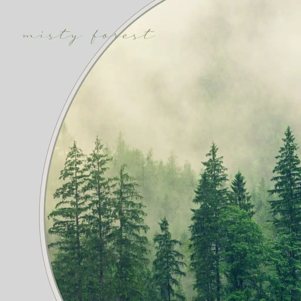 안개숲 (misty forest)