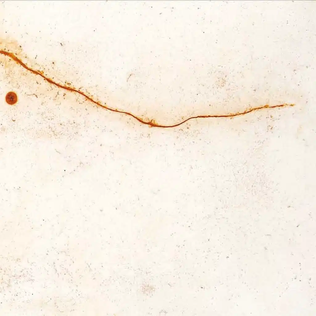 Wings Of Lead Over Dormant Seas