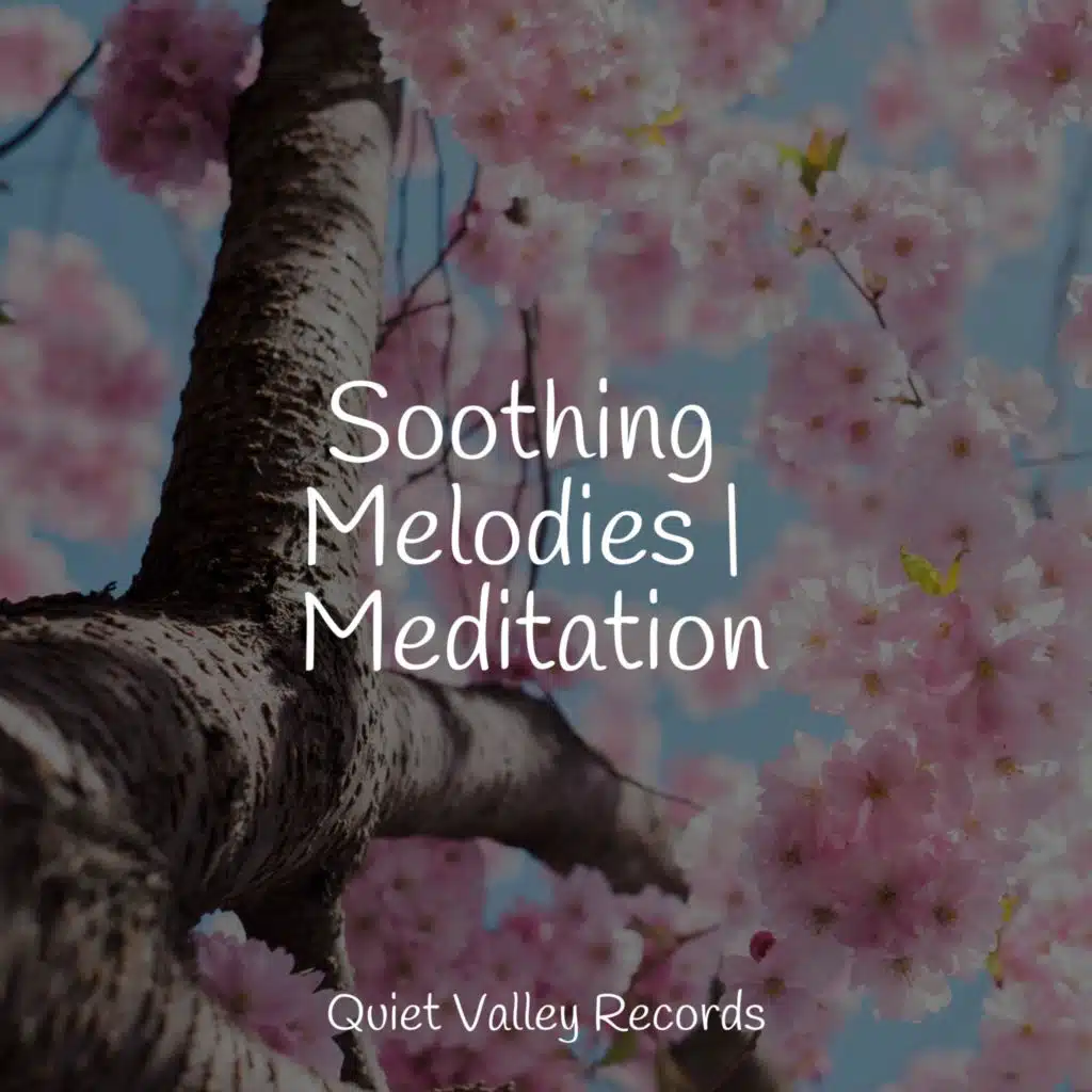 Soothing Melodies | Meditation