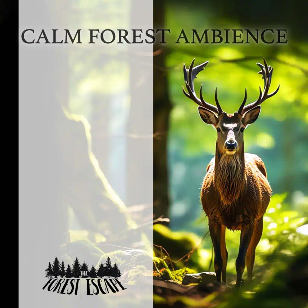 Calm Forest Ambience