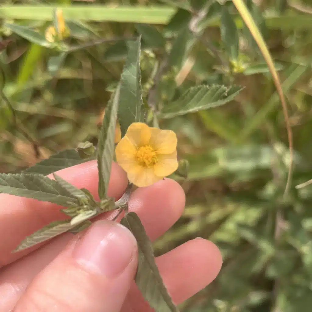 just be EP (raw recordings)