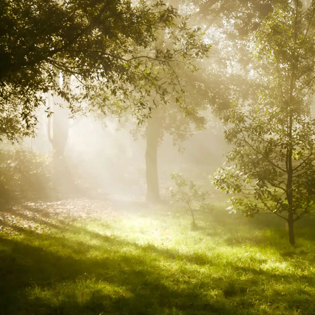 The Mist of the Forest