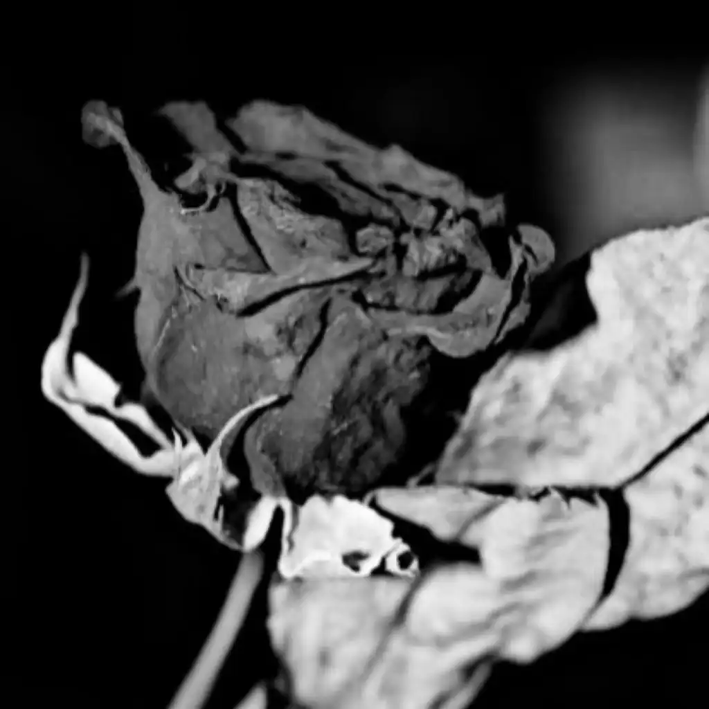 Dry Flower