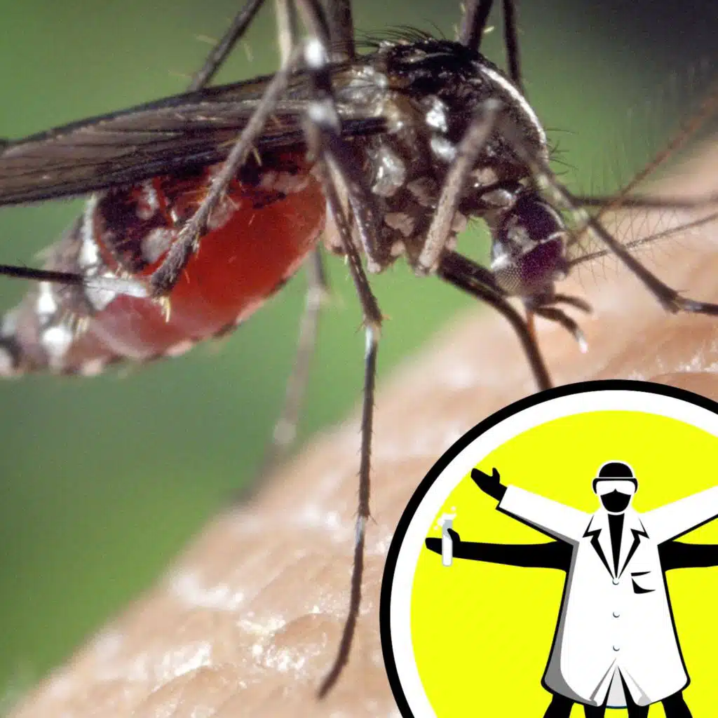 Dengue, decaying dead bodies, and a stone age deer trap