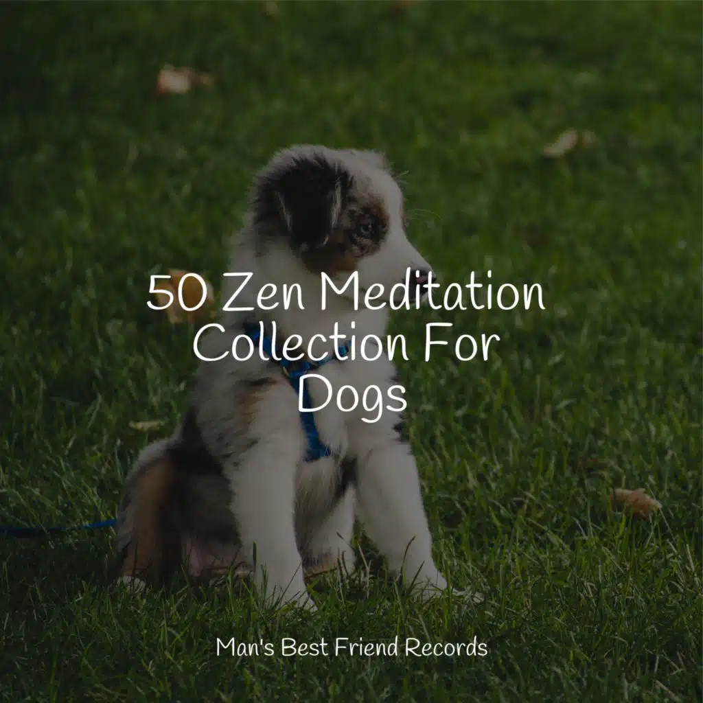 Relaxmydog, Jazz Music Therapy for Dogs & Calm Doggy