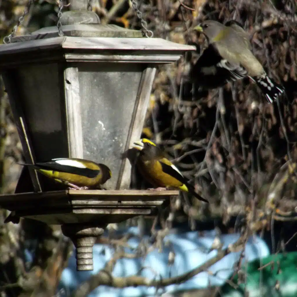 Bonus! Busy Backyard Bird Feeder