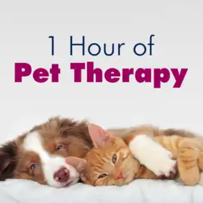 1 Hour of Pet Therapy: Sleep Music for Cats & Dogs