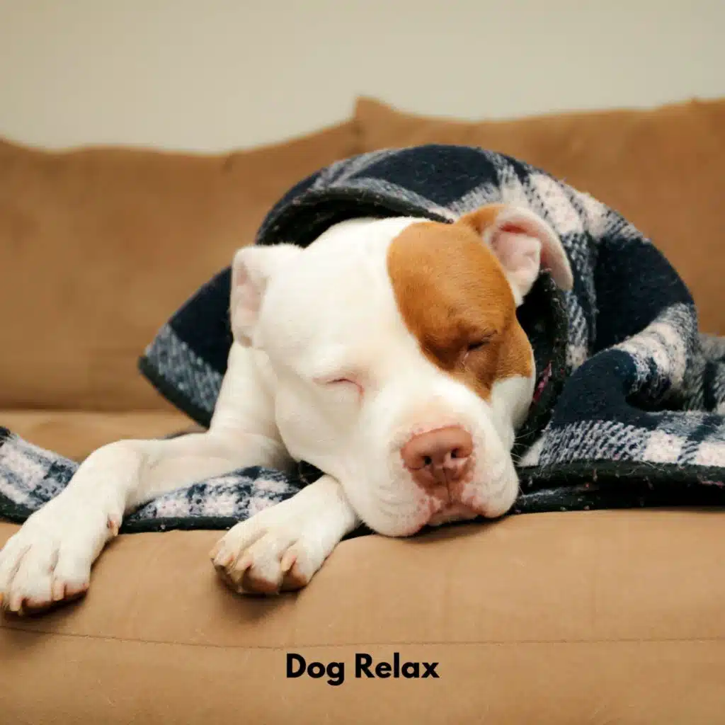 Music For Your Dog, Dog Chill Out Music & Relaxing Puppy Music