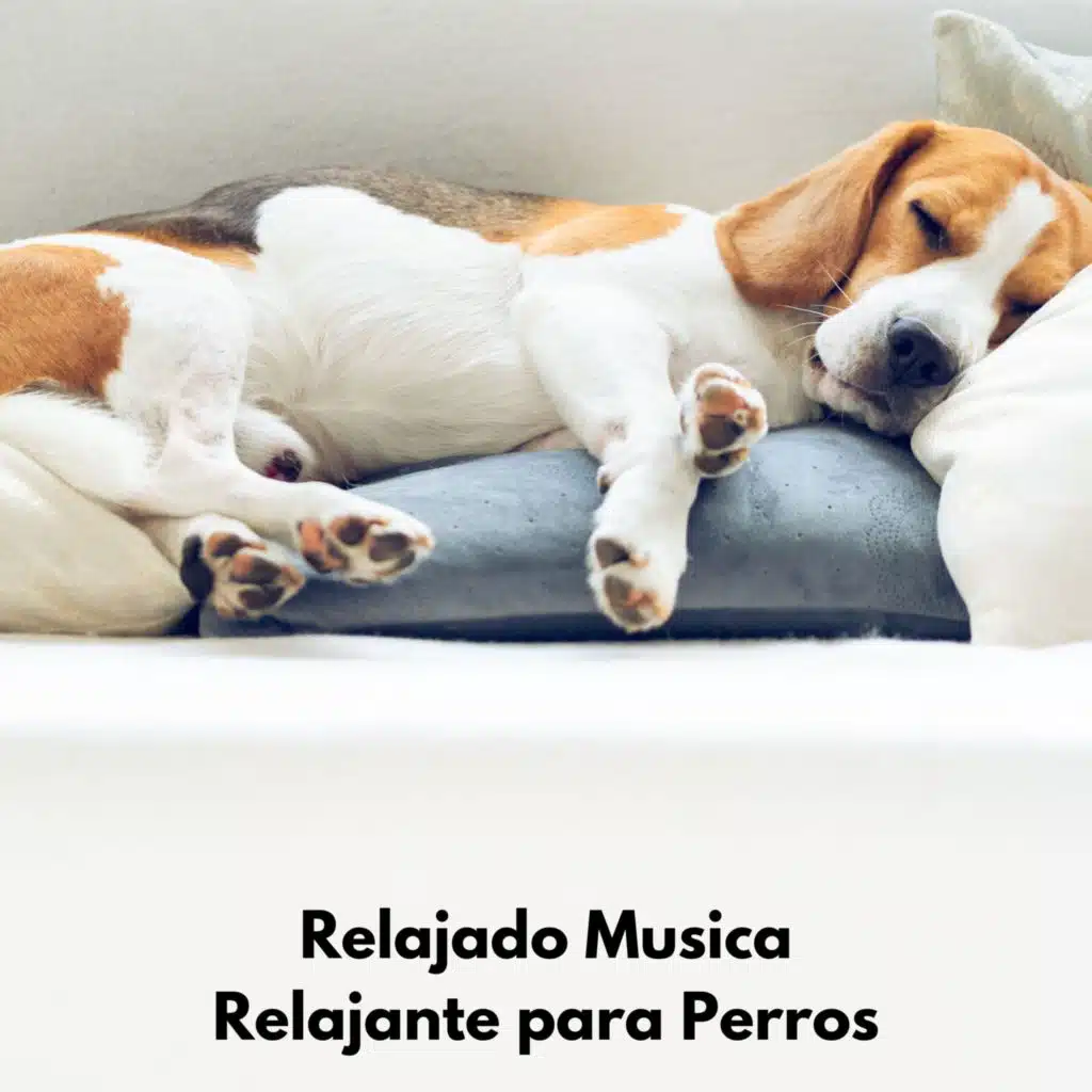 Perros Duermante