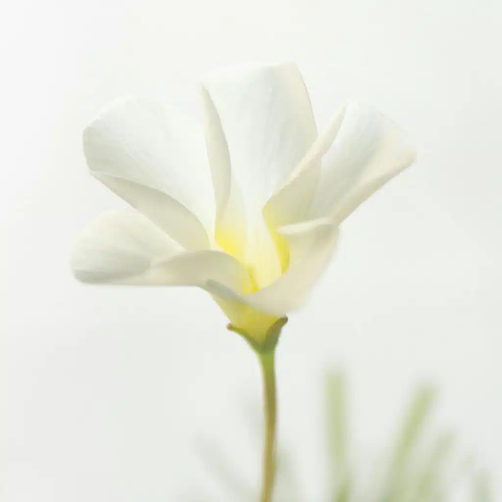 Iris (Instrumental Piano Version)