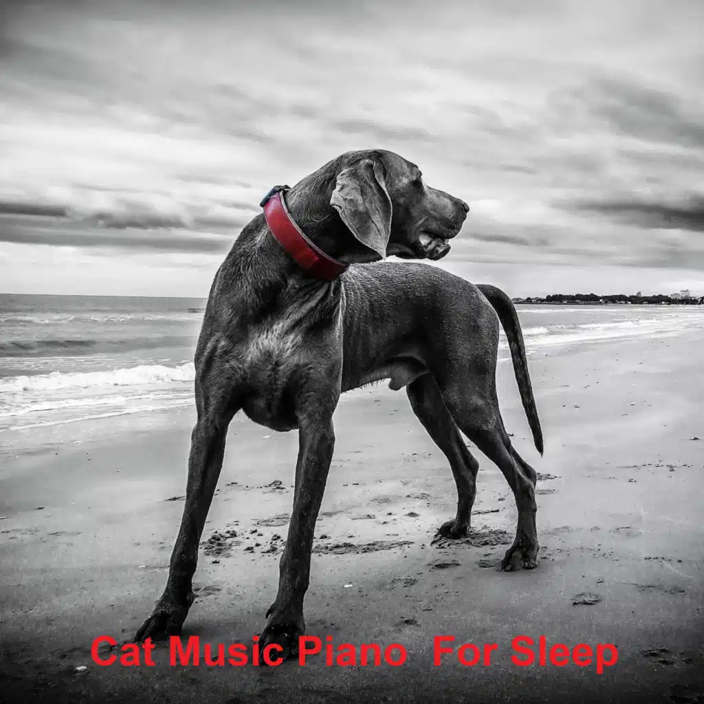 Best Music For Pets To Listen To