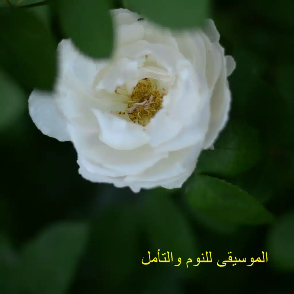 الموسيقى اليابانية