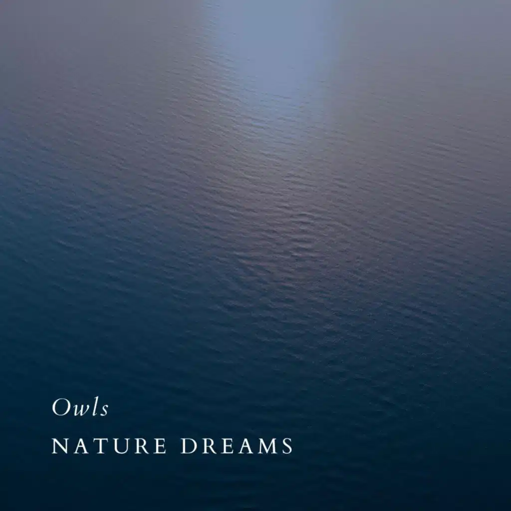 Owls (Violin Version)