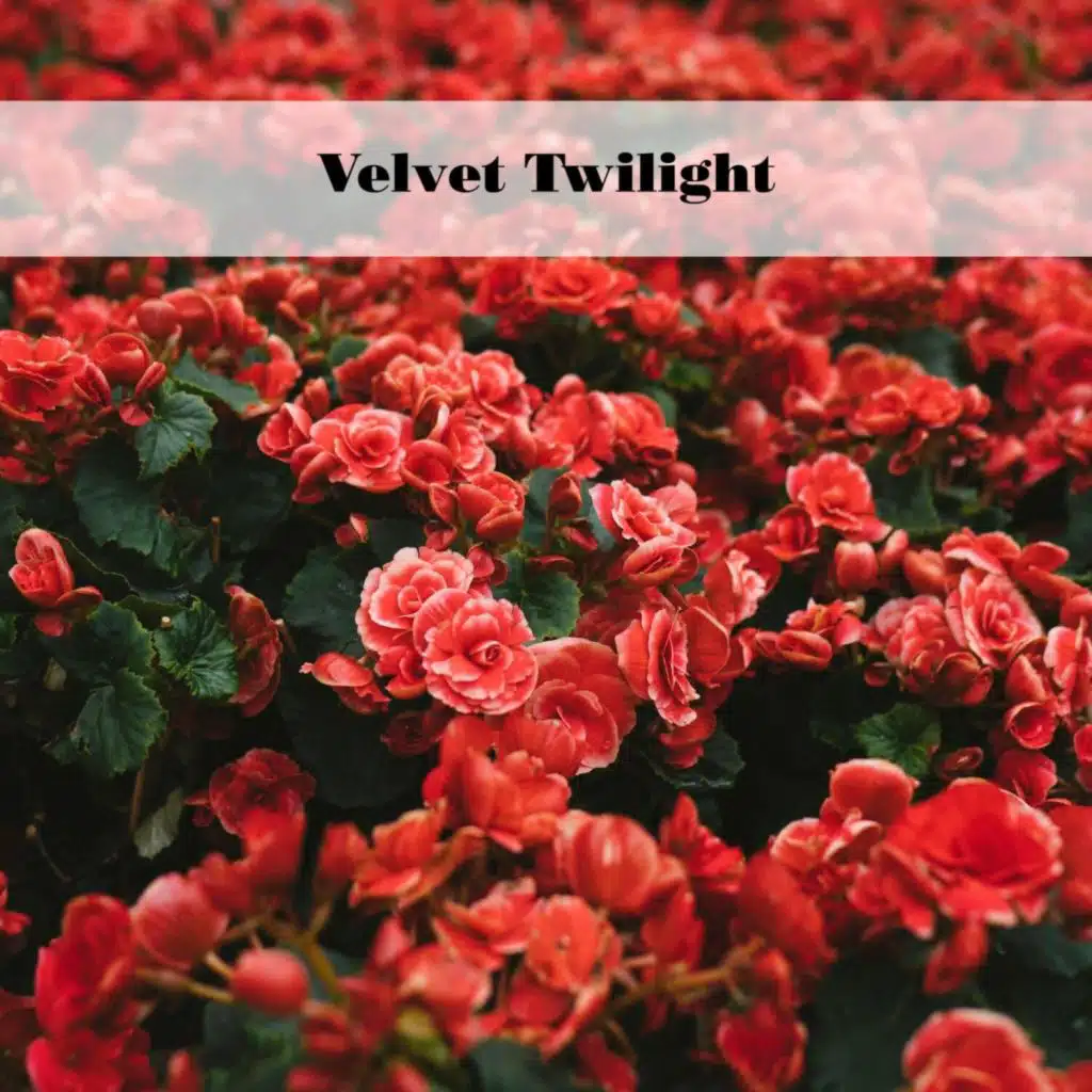 Piccolo Ensemble Di Flauti Le 7 Note