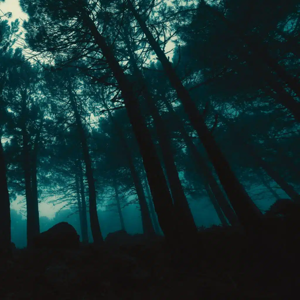 Bohemian Forest
