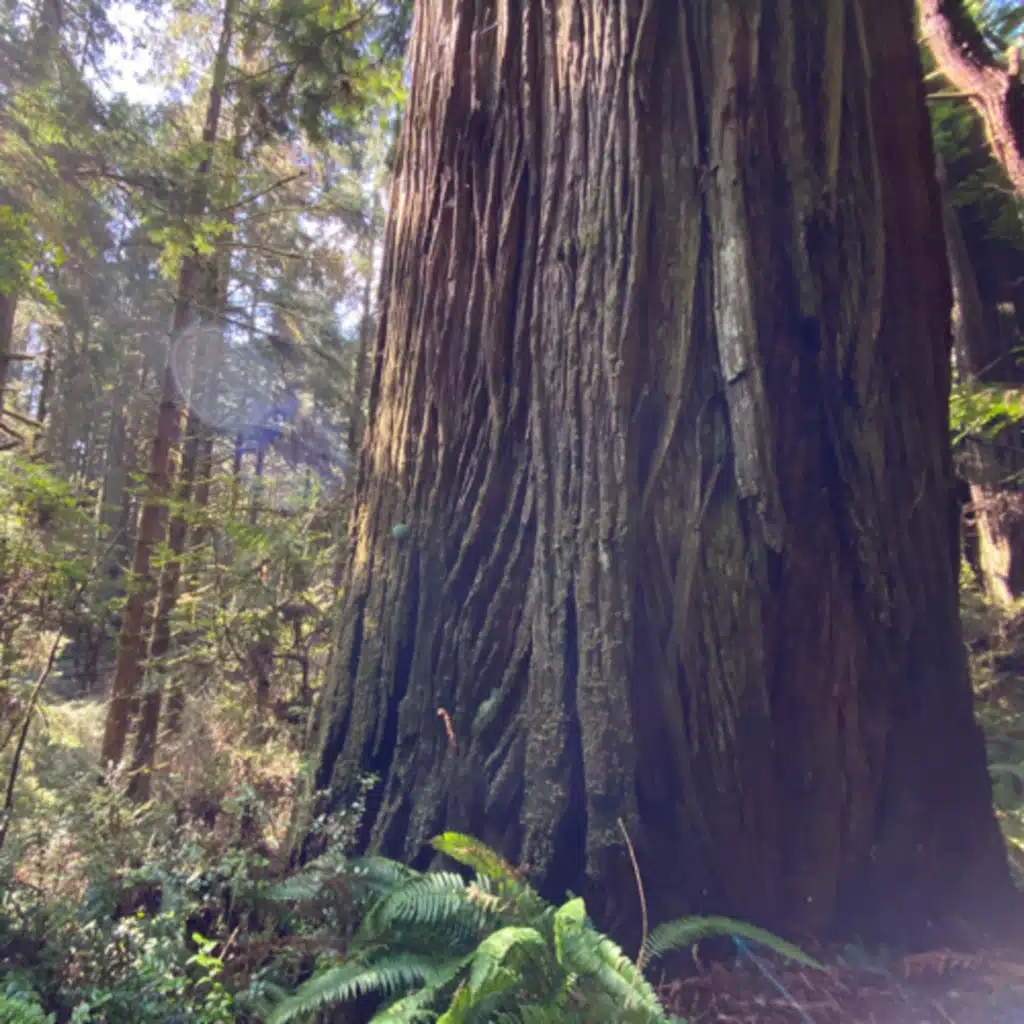161: Prairie Creek Redwoods State Park- Redwood Tree Ears- Dawn In The Forest