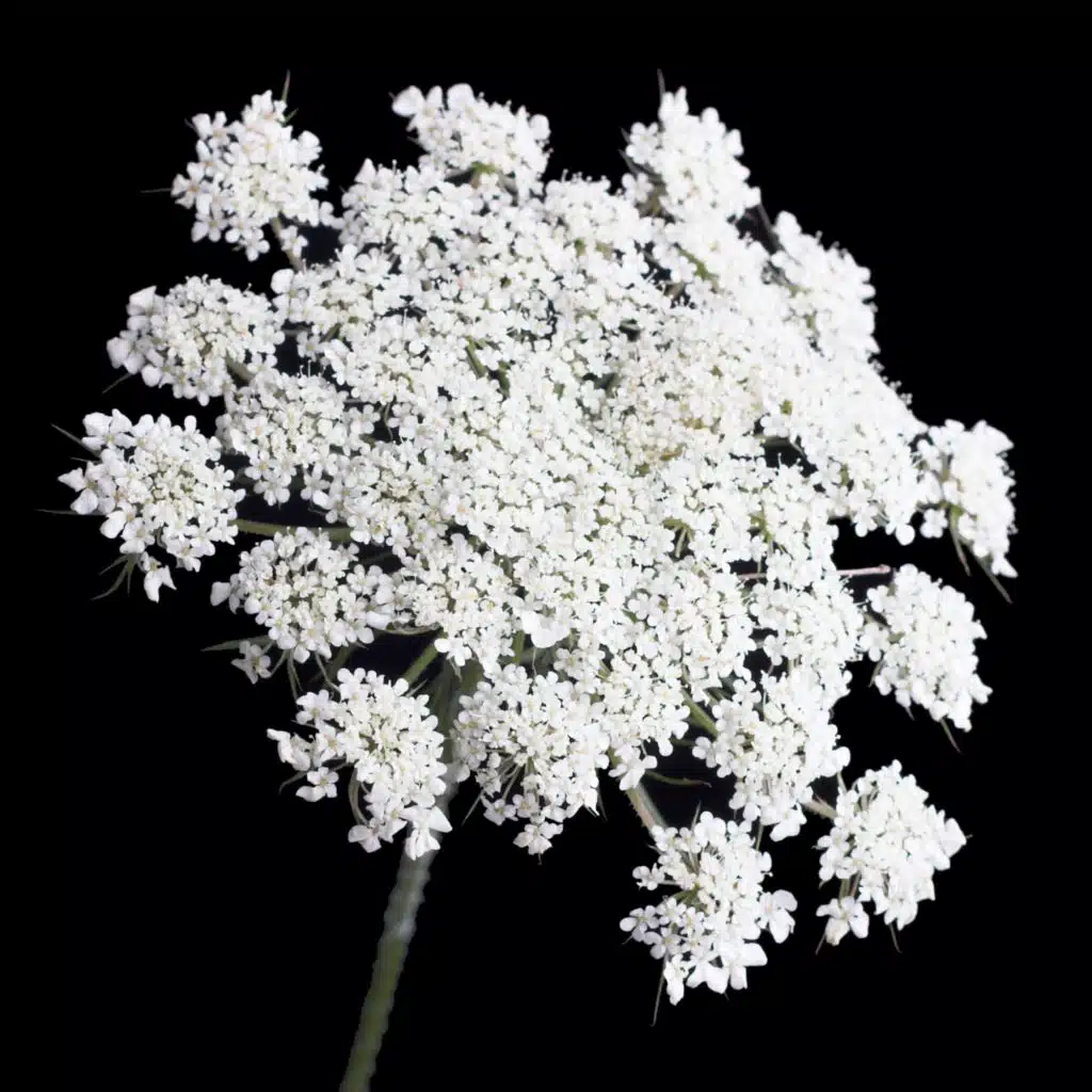 Hemlock and Honeycomb