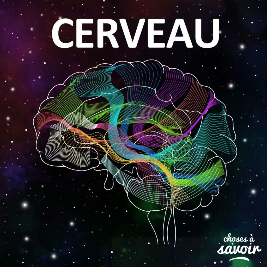 Même à faible dose l’alcool est-il nocif pour le cerveau&nbsp;?