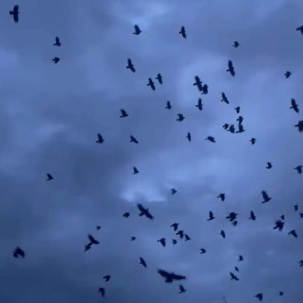 Only murders in the roost: What springtime means for Seattle-area crow 'slumber party'