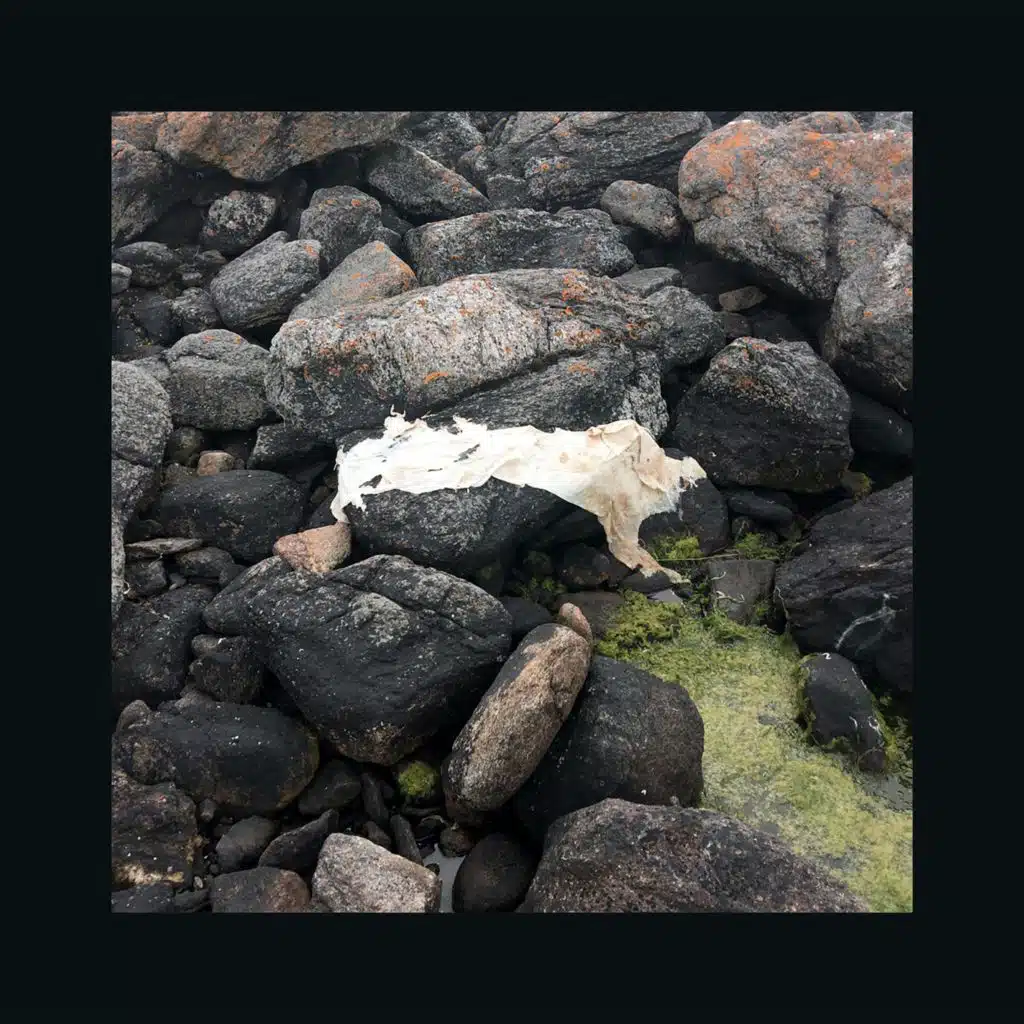 Lightning White Bison