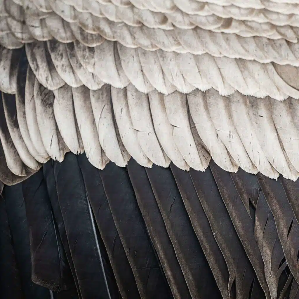 TOM BUTLER on the Complexities of Large-Scale Conservation /218