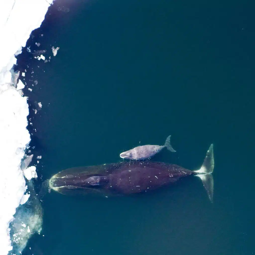 Dr. KATE STAFFORD on What the Whales Hear [ENCORE] /272