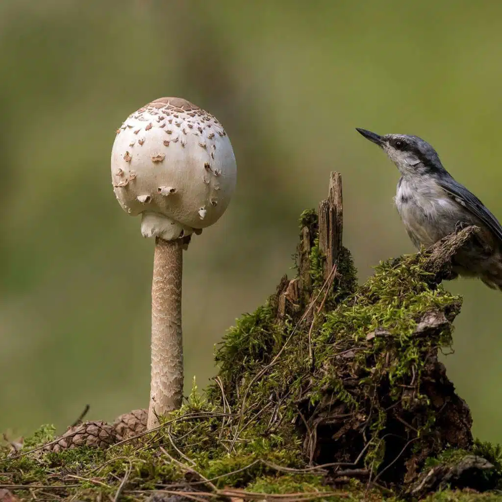 JAMES BRIDLE on Modes of Intelligence /343