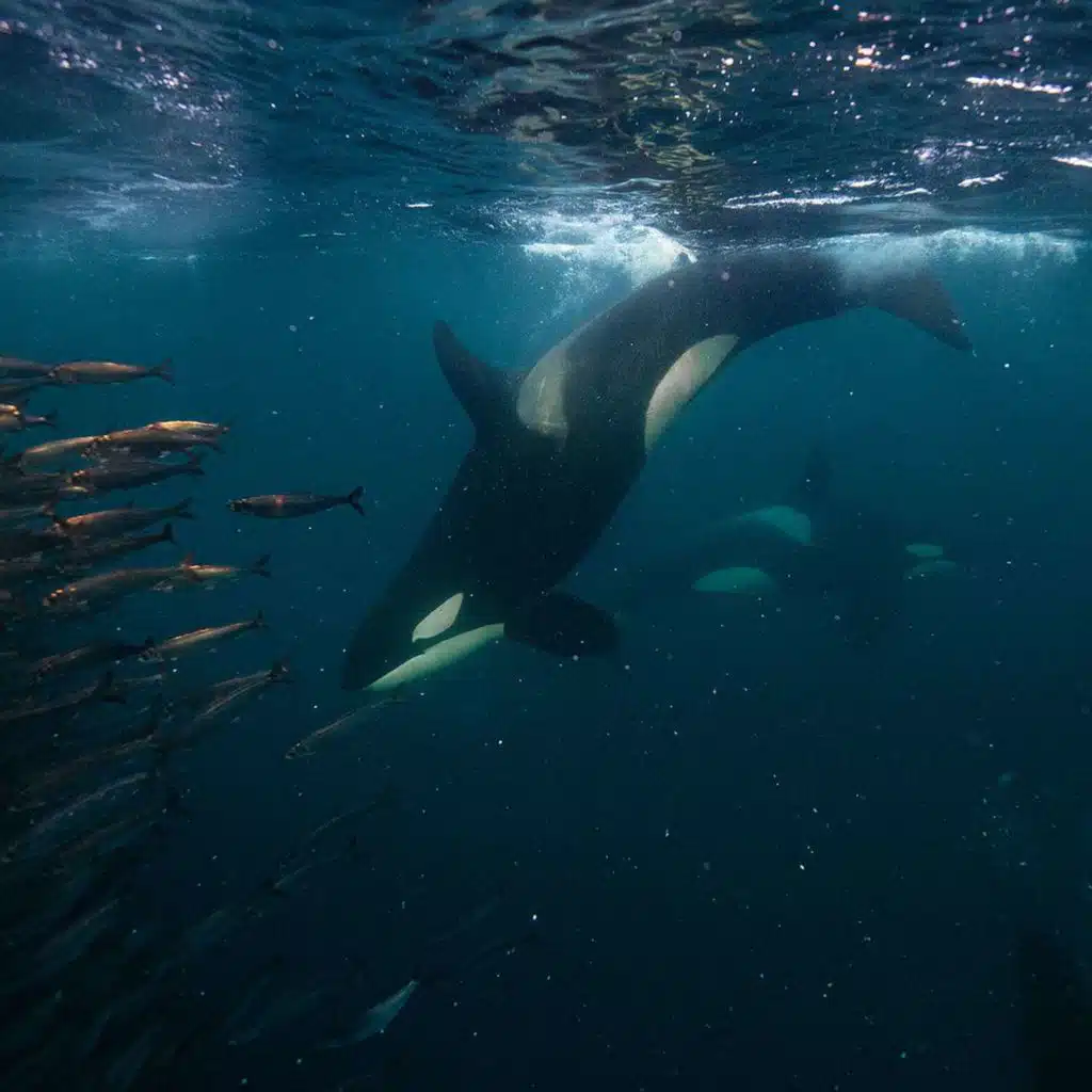 KURT RUSSO on the People Under the Sea [ENCORE] /345