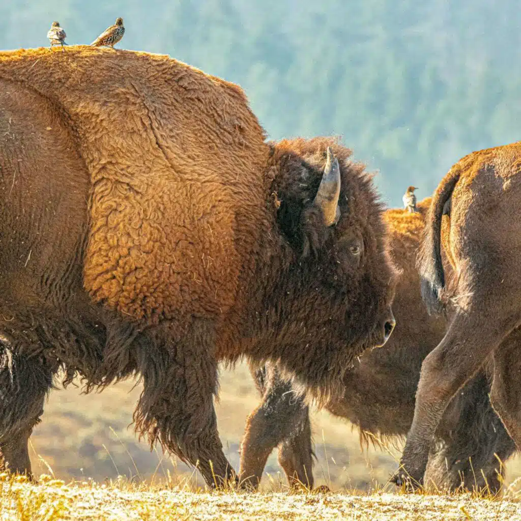 JASON BALDES on Buffalo and Land Rematriation /350