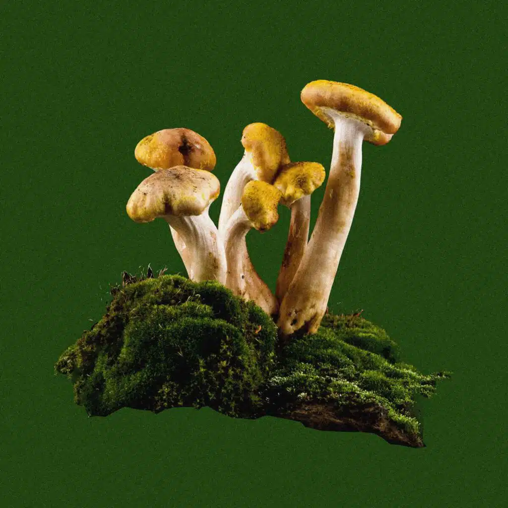 MERLIN SHELDRAKE on Embodied Entanglements /365