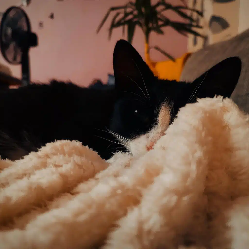 in case I don't see ya, good afternoon, good evening, and good night.