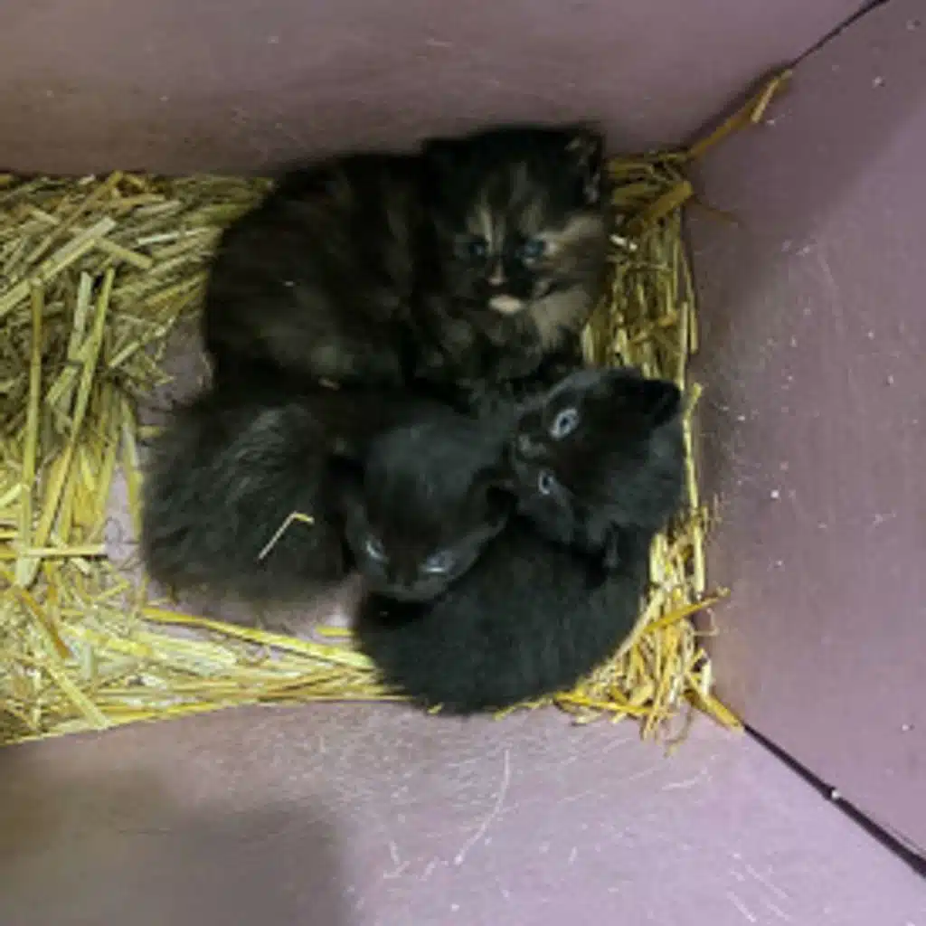 Episode 346 - Beauty Devices, Korean Skin care and more