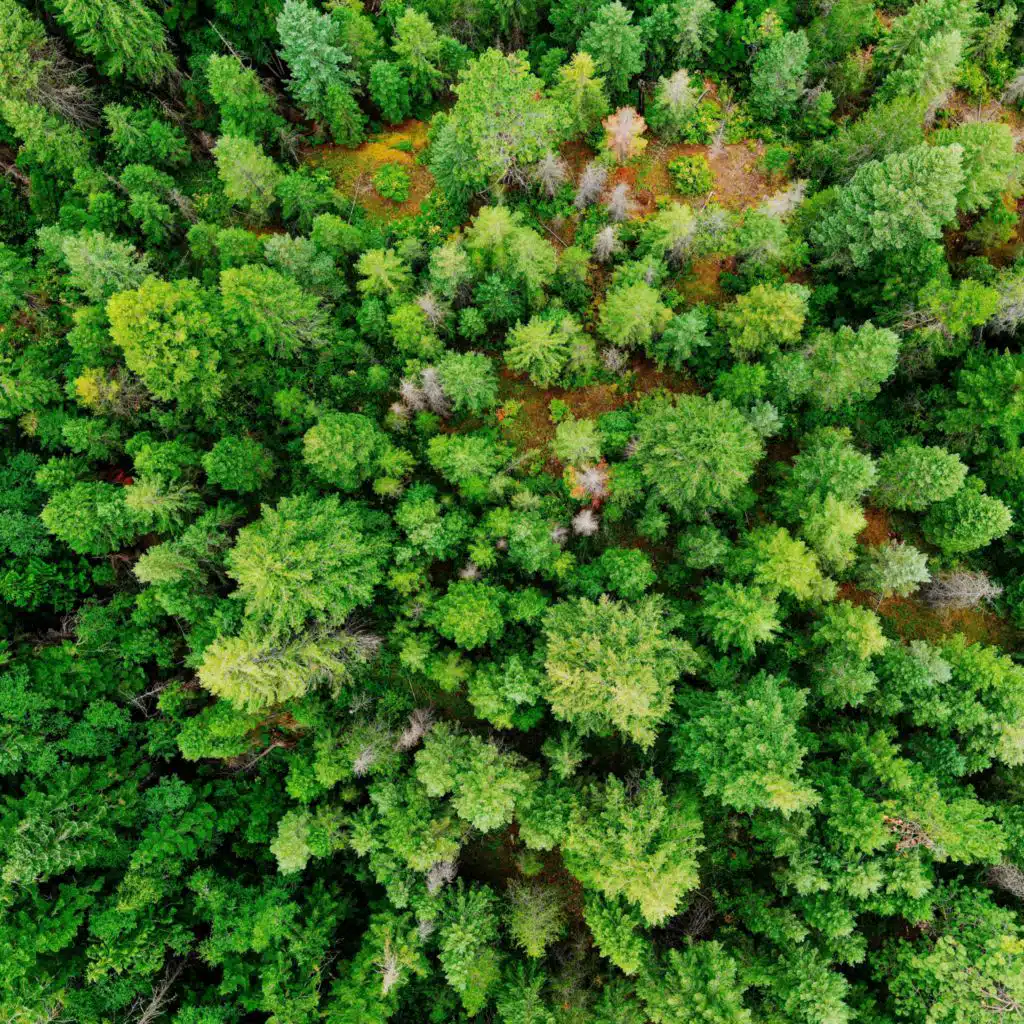 Gökyüzü Yankıları