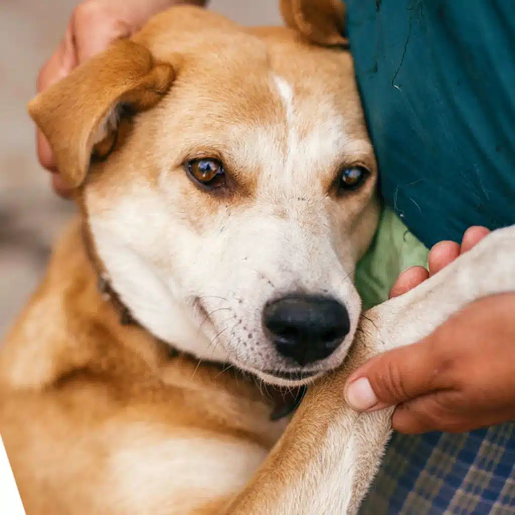 Are Specific Breeds More Prone To Cancer?