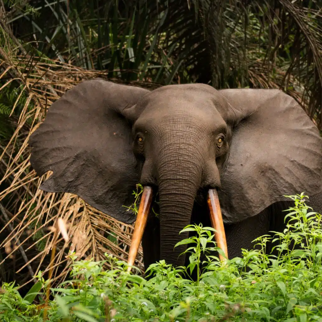 Saving Gabon's rainforest