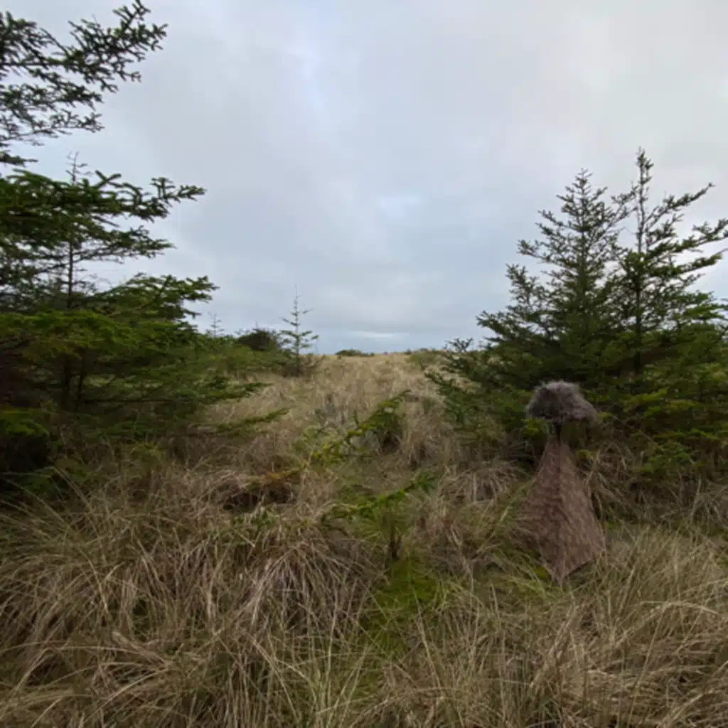 163: Gold Bluffs Beach- At The Edge Of The Beach And Forest
