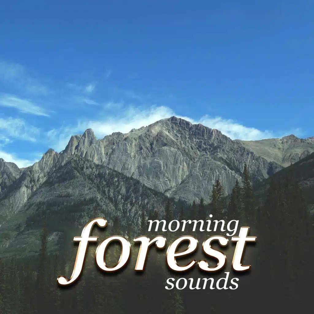 Morning Forest Sounds