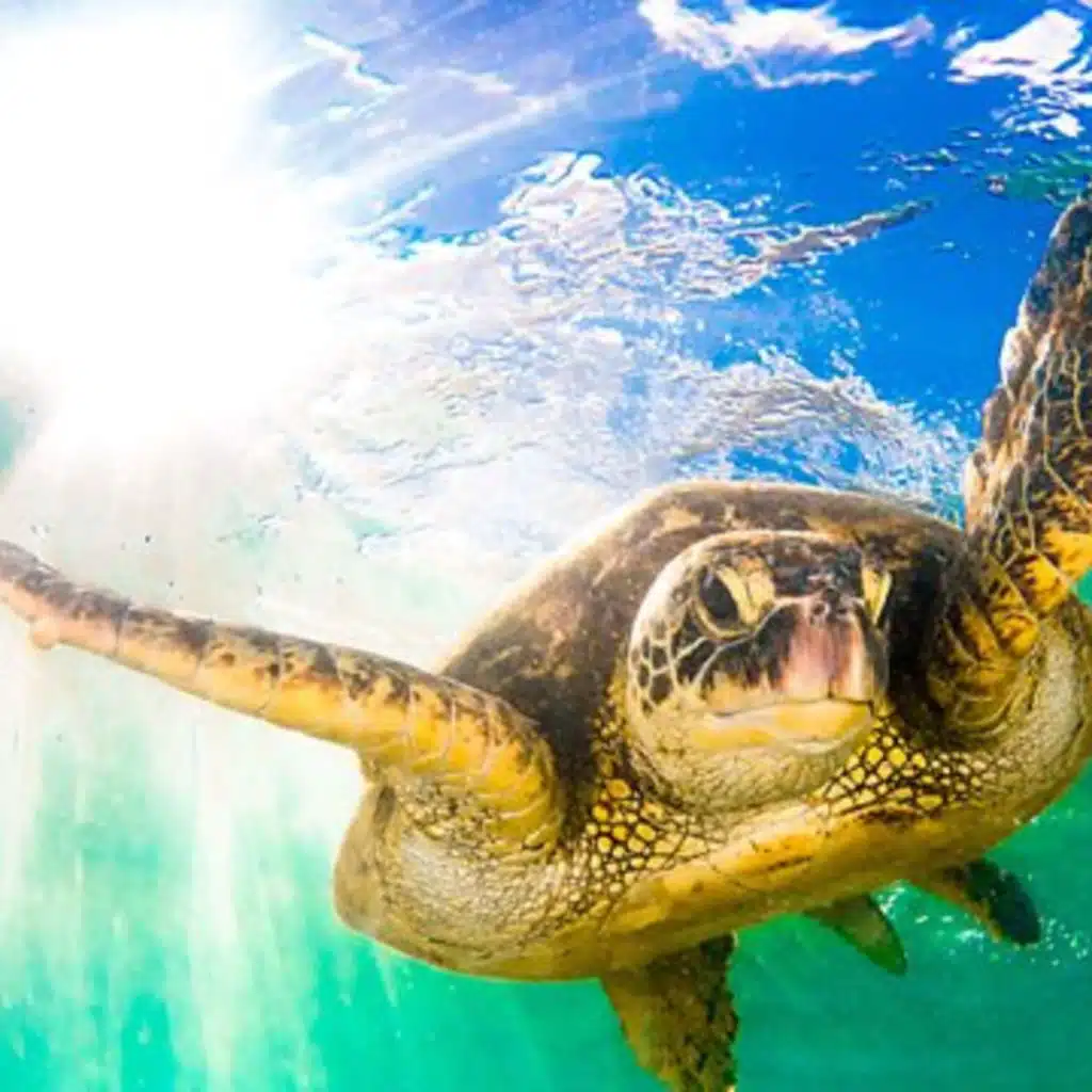 Kathryn Jeffs: Earth’s Tropical Islands