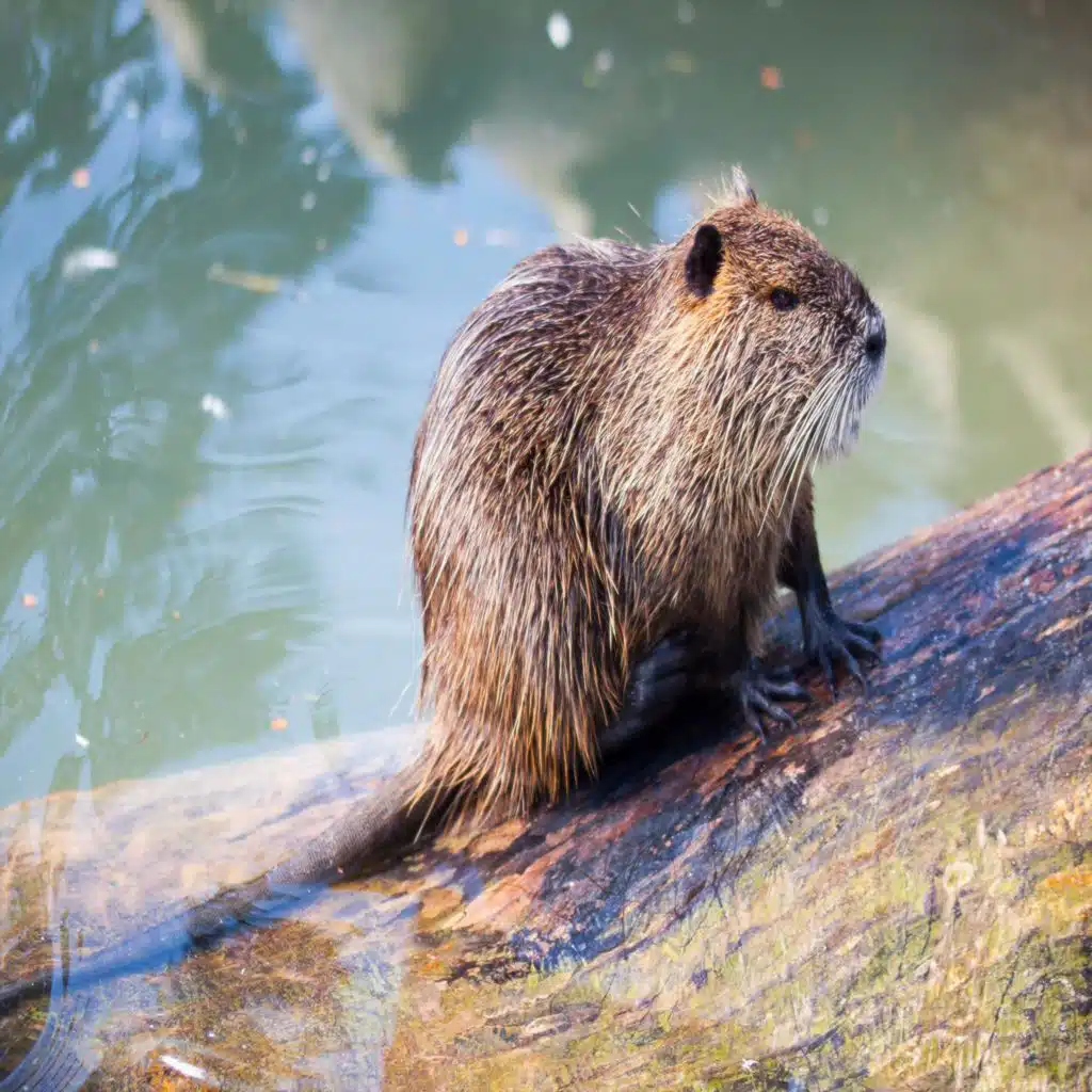 A Breakdown of Beavers