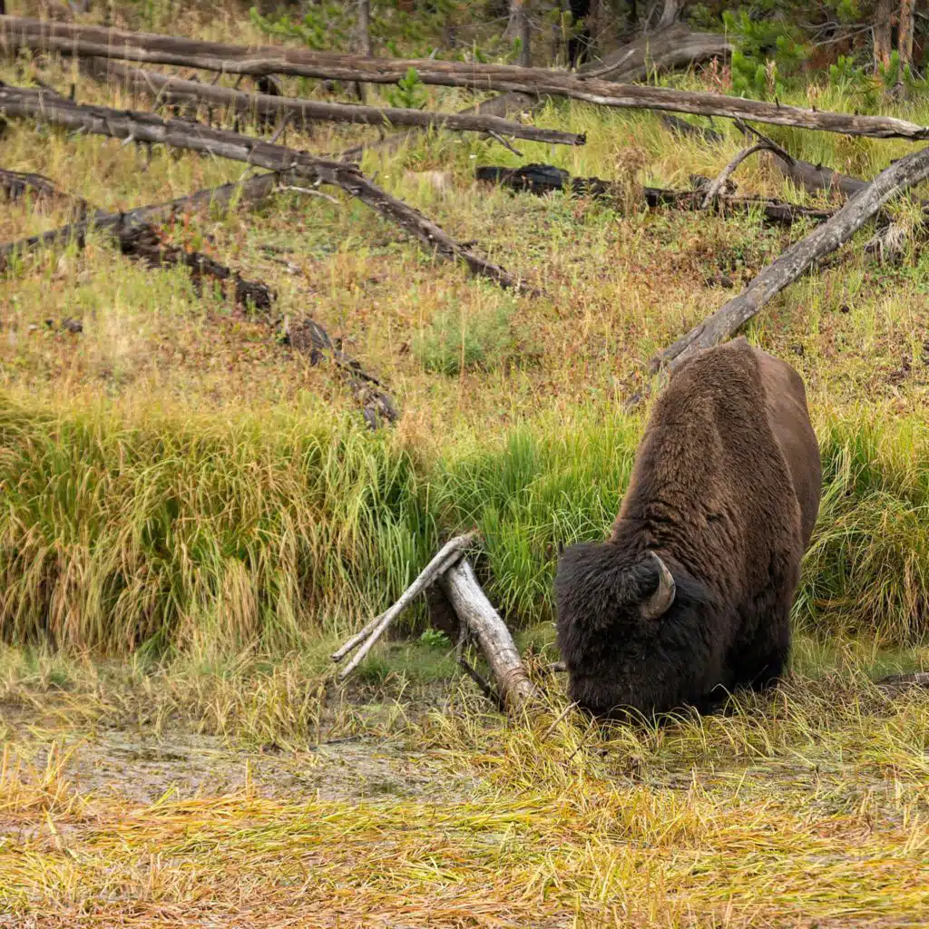 National Park Nature Walks, Episode 6: Yellowstone Bison and Marsh Birds