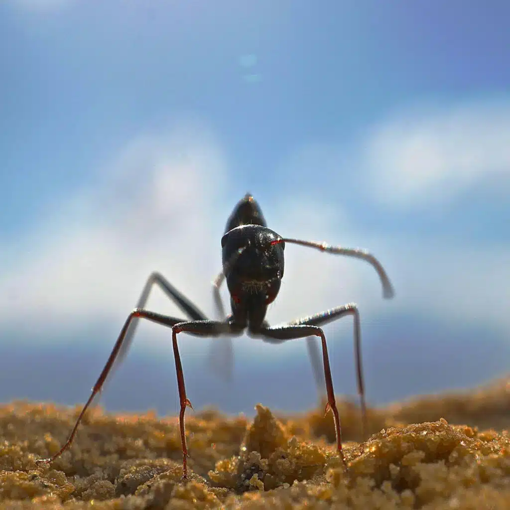 These Ants Are Probably Better at Navigating Than You Are