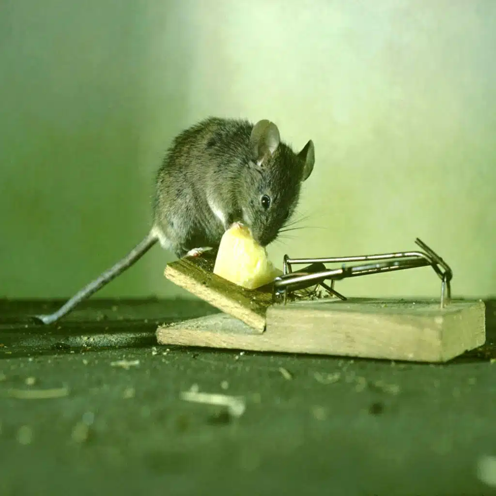 That Mouse in Your House--It's Smarter, Thanks to You