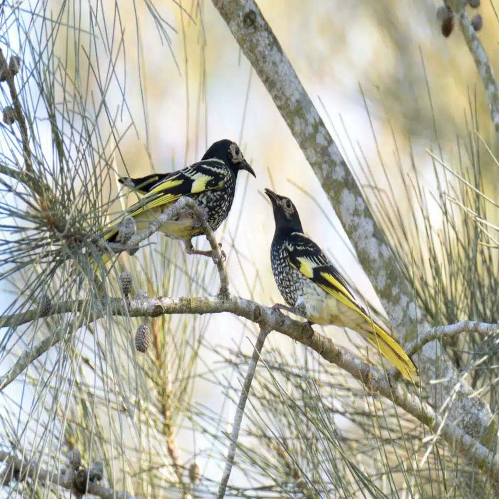 These Endangered Birds Are Forgetting Their Songs