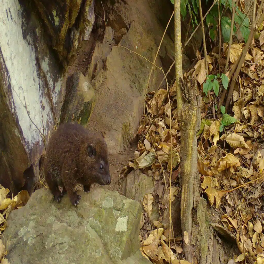 This Newly Discovered Species of Tree Hyrax Goes Bark in the Night