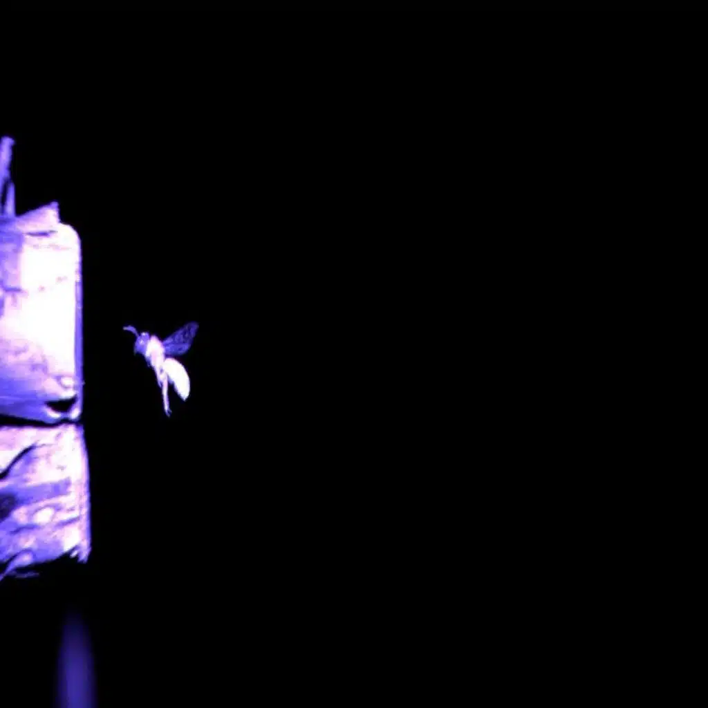 Night Flights Are No Sweat for Tropical Bees