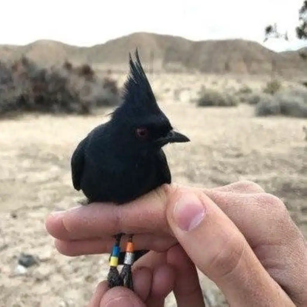 Odd Bird Migrates Twice to Breed