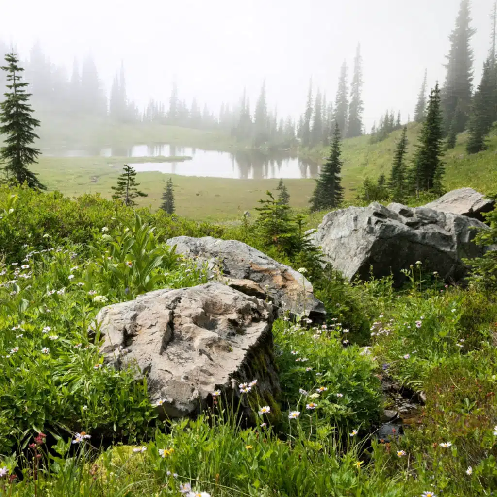 Hidden Wilderness: A Melody of Nature's Secrets