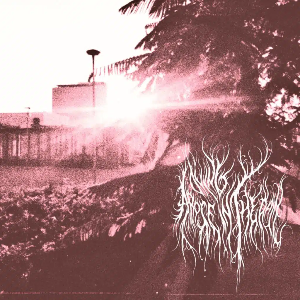 A Rose Dying In The Rain