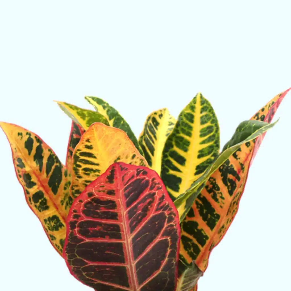 Kennedy and the Plant - Masters of the House