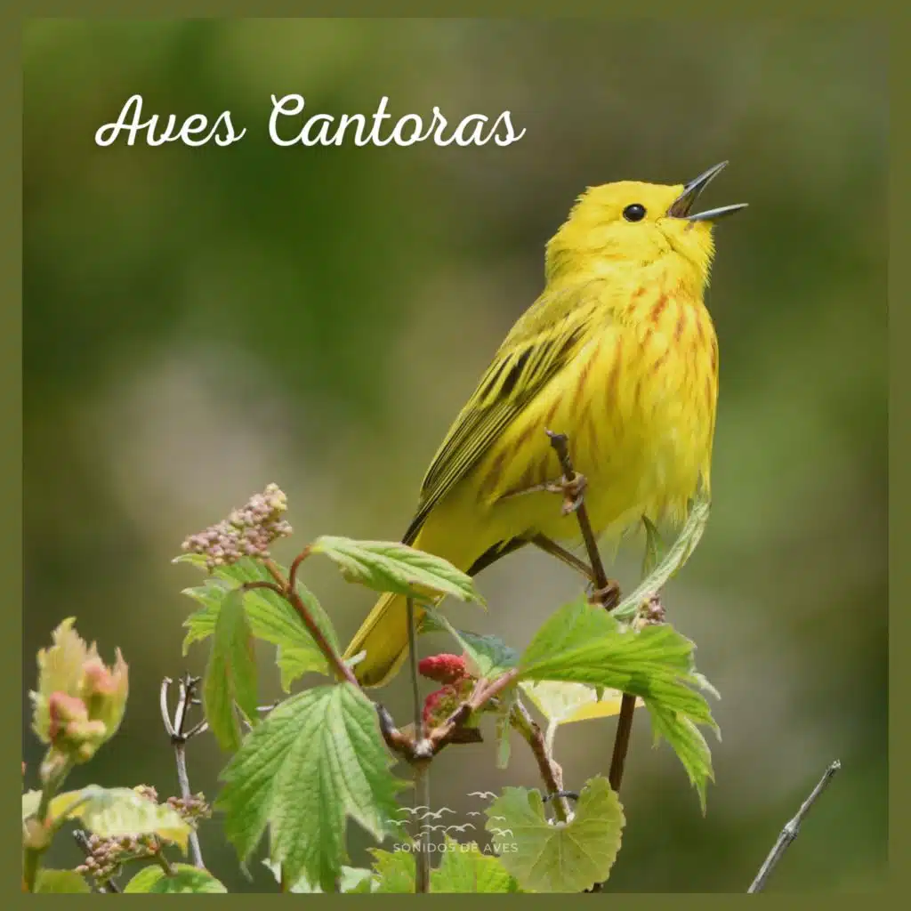 Aves Cantoras (05)